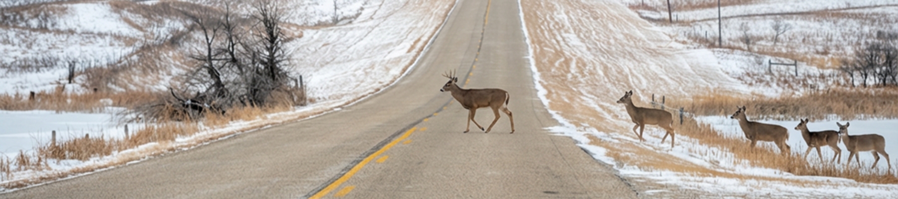 Deer crossing a North Dakota state road